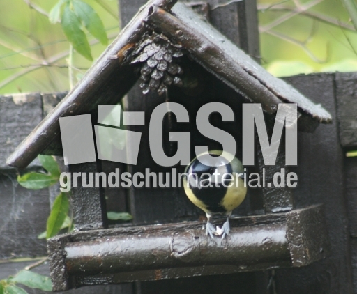 Kohlmeise-26.jpg